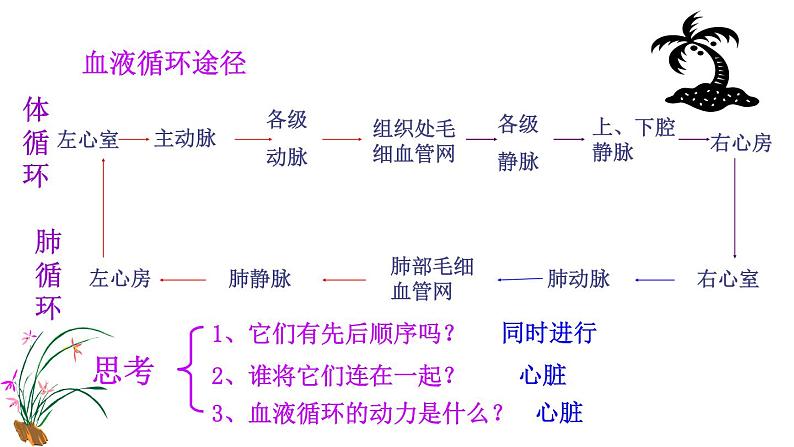 济南版七年级下册生物 3.3物质运输的途径 课件第6页