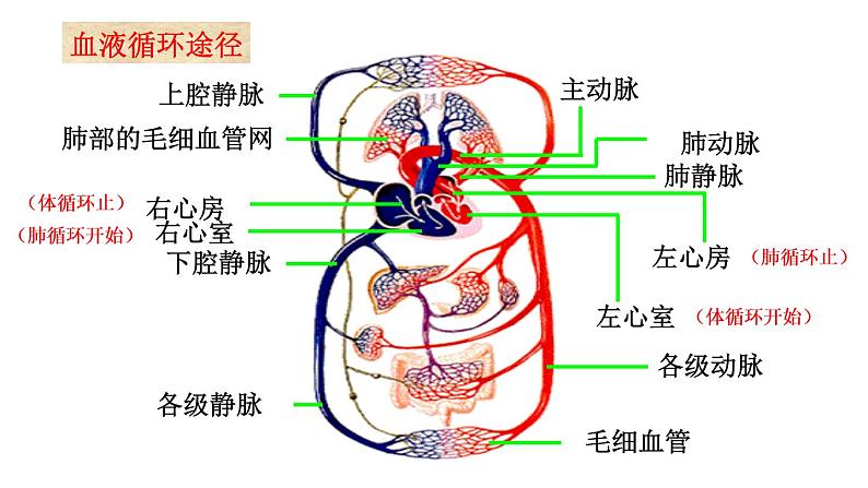 济南版七年级下册生物 3.3物质运输的途径 课件第7页