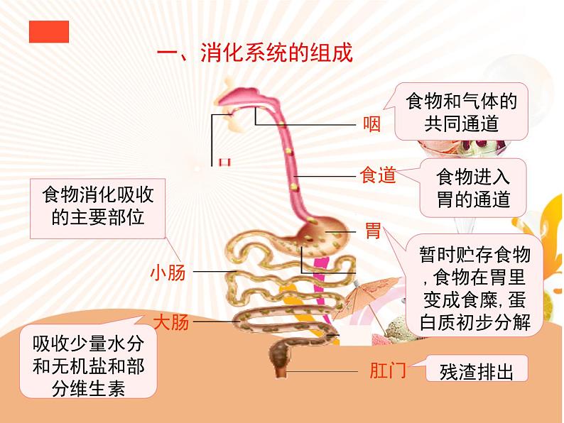 济南版七年级下册生物 1.2消化和吸收 课件07