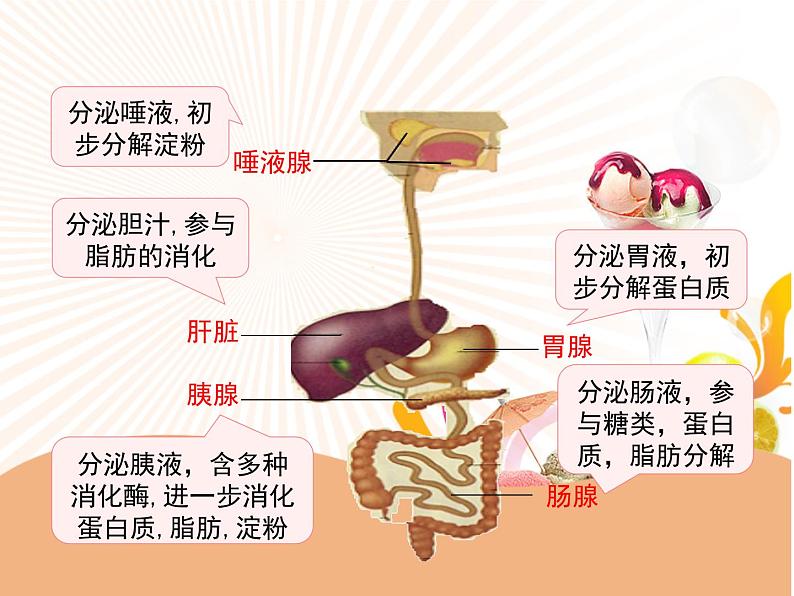 济南版七年级下册生物 1.2消化和吸收 课件08