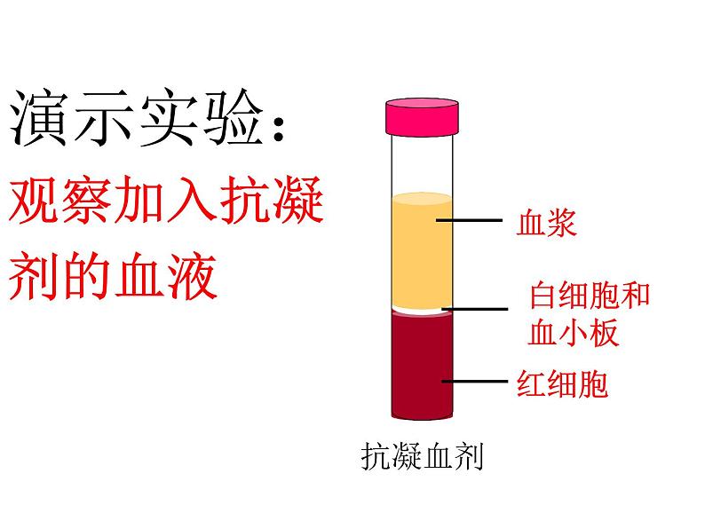 济南版七年级下册生物 3.1物质运输的载体 课件第4页