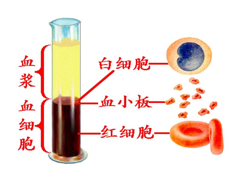 济南版七年级下册生物 3.1物质运输的载体 课件第6页