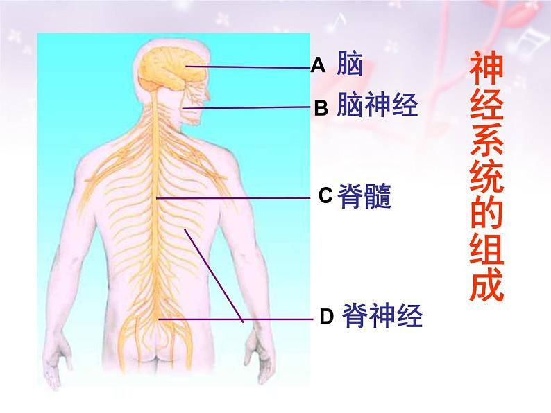 济南版七年级下册生物 5.2神经调节的结构基础 课件05