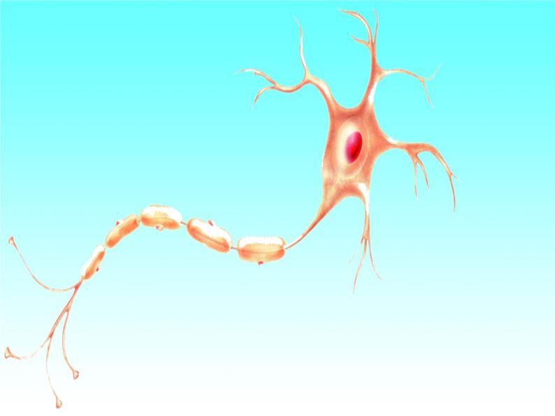 济南版七年级下册生物 5.2神经调节的结构基础 课件08