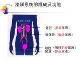 济南版七年级下册生物 4.1尿液的形成和排出 课件