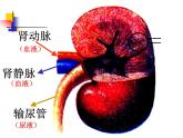 济南版七年级下册生物 4.1尿液的形成和排出 课件