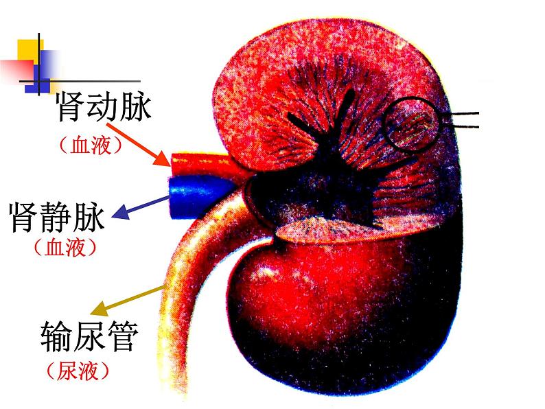 济南版七年级下册生物 4.1尿液的形成和排出 课件04