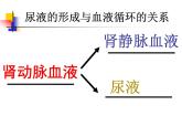 济南版七年级下册生物 4.1尿液的形成和排出 课件