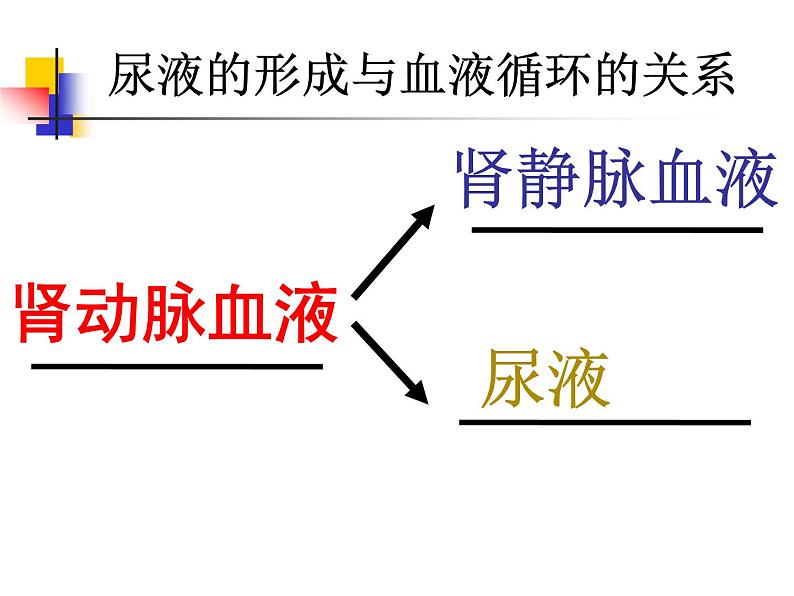 济南版七年级下册生物 4.1尿液的形成和排出 课件05