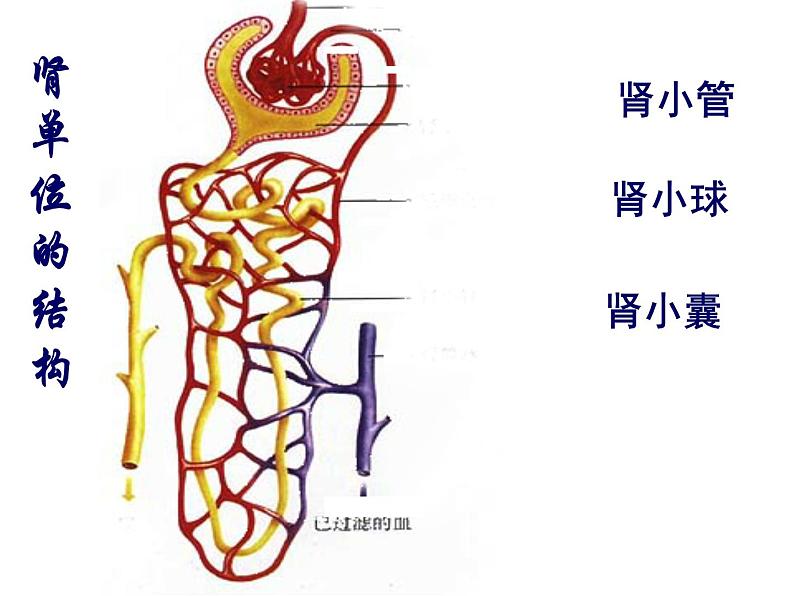 济南版七年级下册生物 4.1尿液的形成和排出 课件07