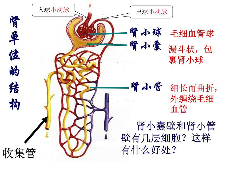 济南版七年级下册生物 4.1尿液的形成和排出 课件08