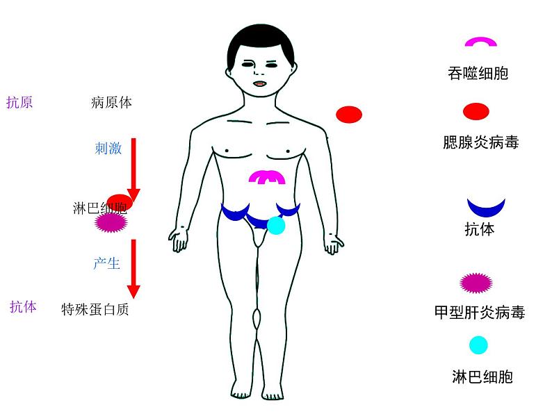 济南版七年级下册生物 6.1人体的免疫功能 课件第8页