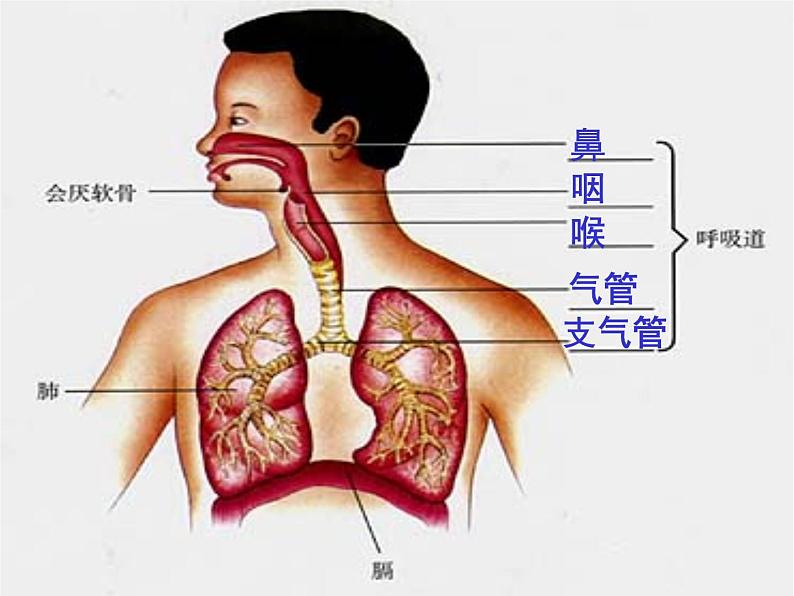 济南版七年级下册生物 2.1人体与外界的气体交换 课件03