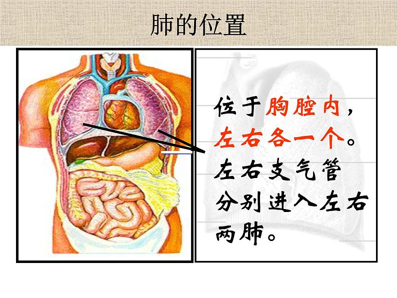 济南版七年级下册生物 2.1人体与外界的气体交换 课件08