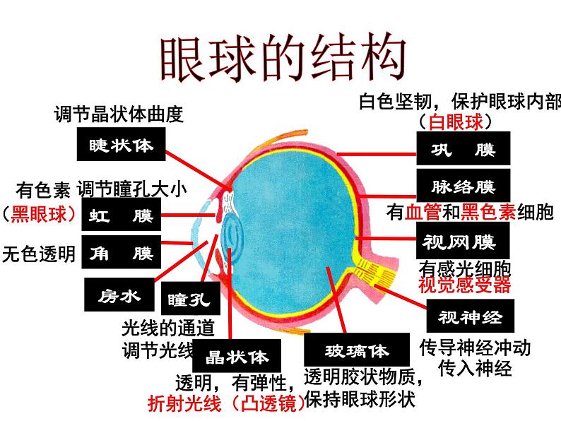 济南版七年级下册生物 5.4人体对周围世界的感知 课件第6页