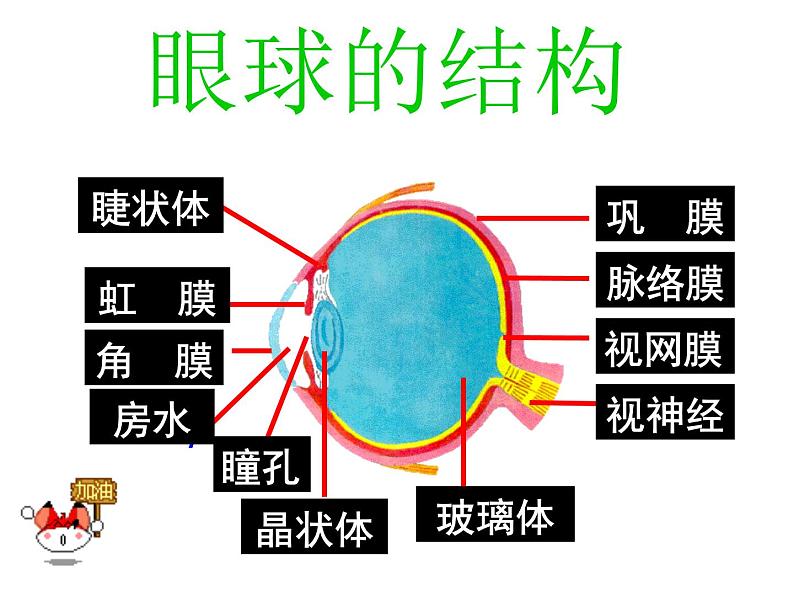 济南版七年级下册生物 5.4人体对周围世界的感知 课件第7页