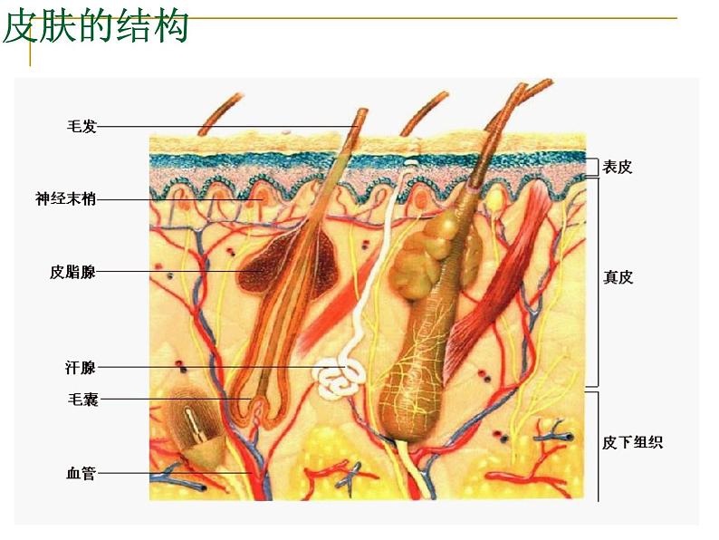 济南版七年级下册生物 4.2汗液的形成和排出 课件03