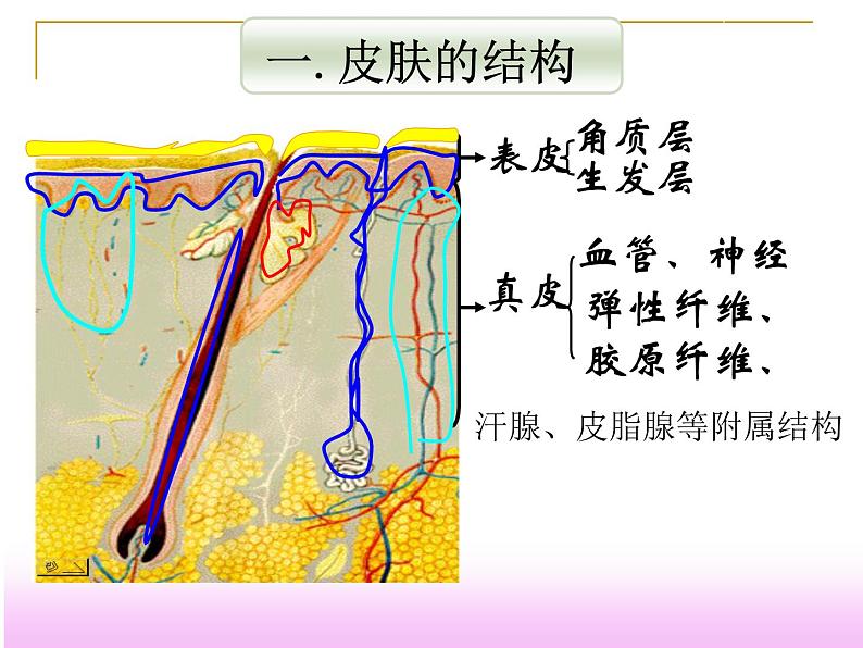 济南版七年级下册生物 4.2汗液的形成和排出 课件04
