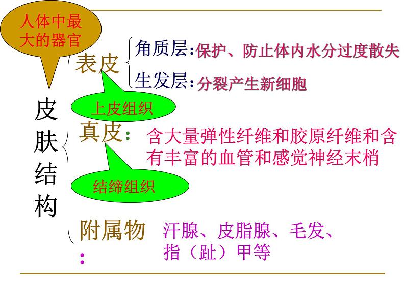 济南版七年级下册生物 4.2汗液的形成和排出 课件05