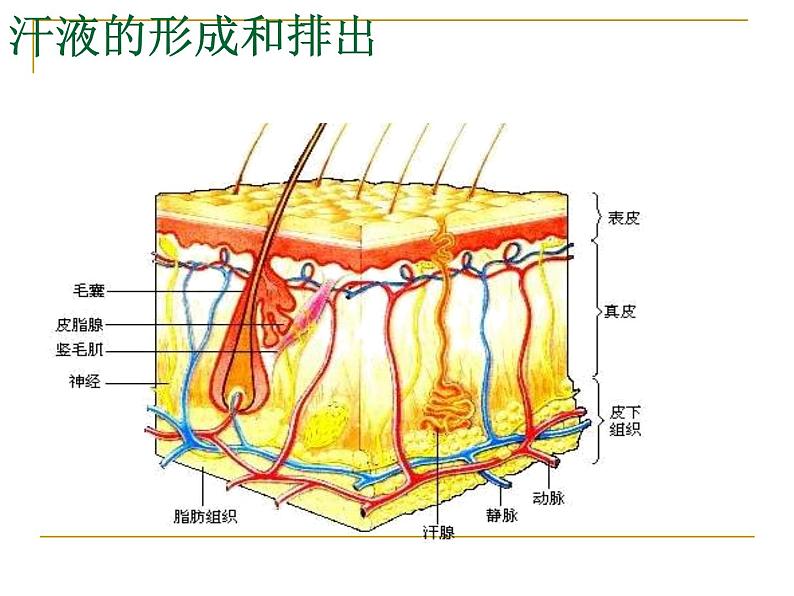 济南版七年级下册生物 4.2汗液的形成和排出 课件08