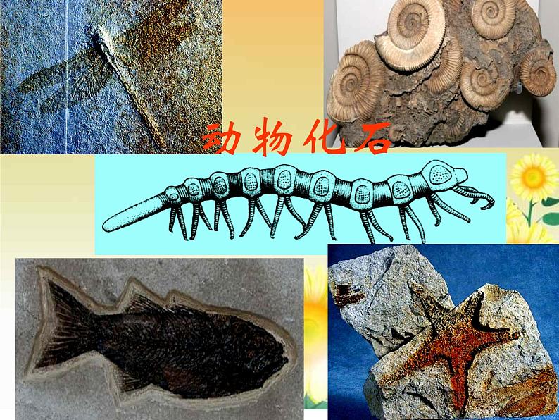 济南社八年级下册生物  5.1.3生物进化的历程 课件第4页