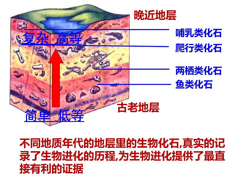 济南社八年级下册生物  5.1.3生物进化的历程 课件第5页