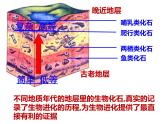 济南社八年级下册生物  5.1.3生物进化的历程 课件