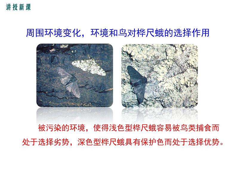 济南社八年级下册生物  5.1.4生物进化的原因 课件08