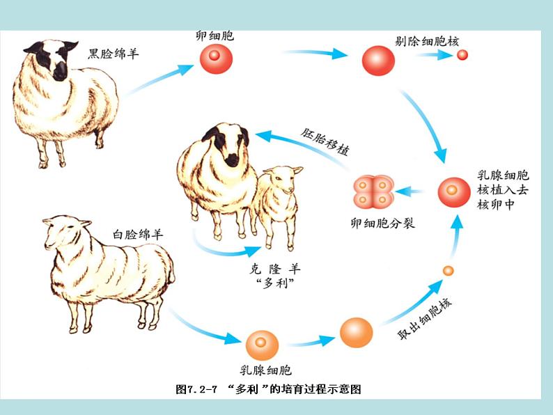 济南社八年级下册生物  7.2.2克隆技术 课件第8页