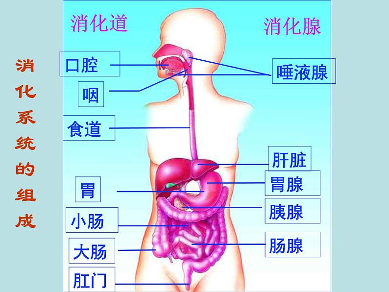 冀教版七年级下册生物 1.3营养物质的吸收和利用 课件第2页