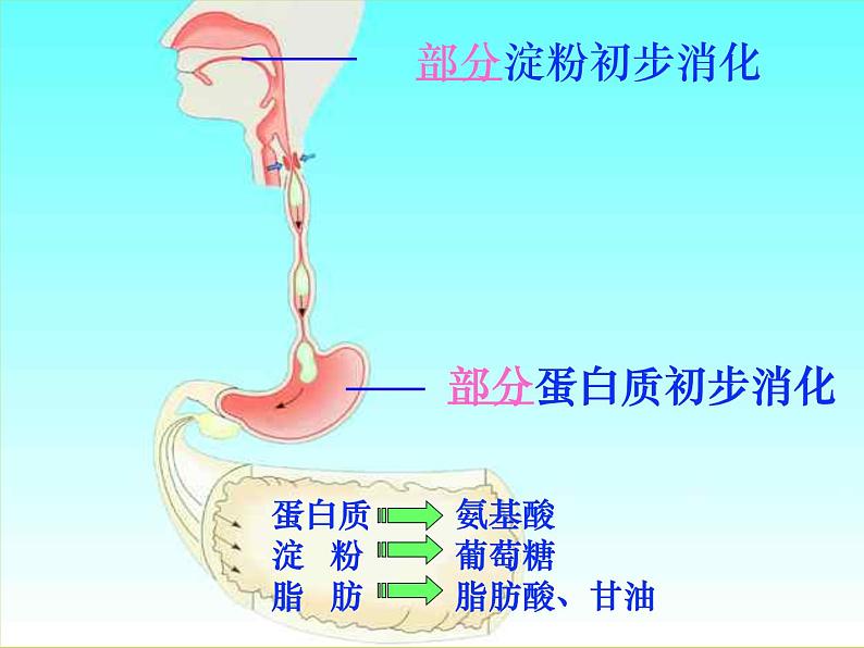 冀教版七年级下册生物 1.3营养物质的吸收和利用 课件第3页