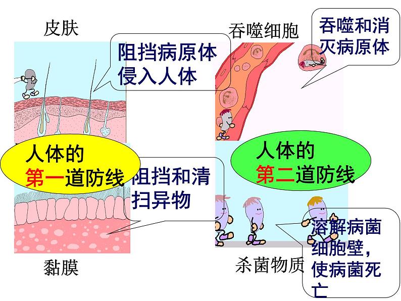 冀教版七年级下册生物 6.1 免疫 课件05