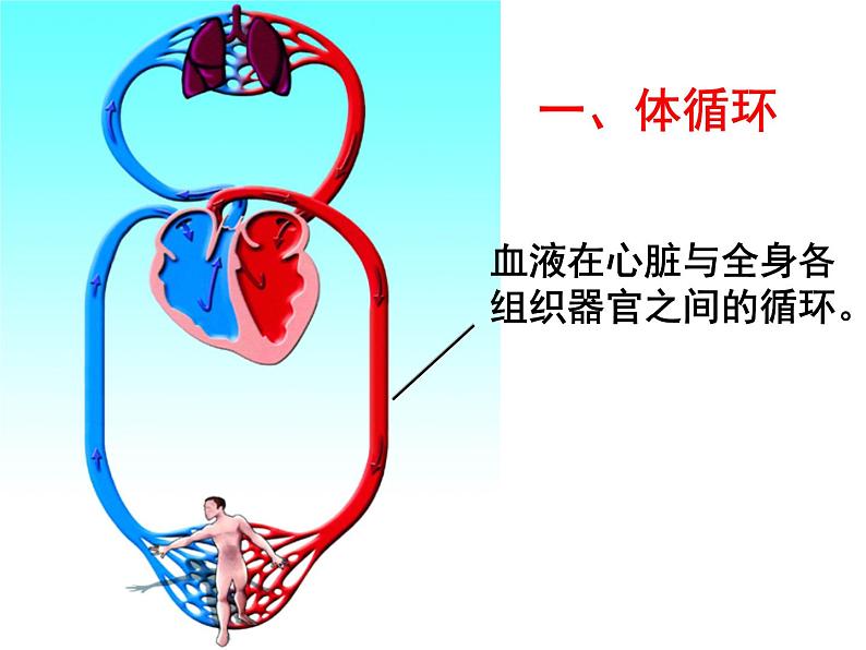 冀教版七年级下册生物 2.3物质运输的路线 课件07