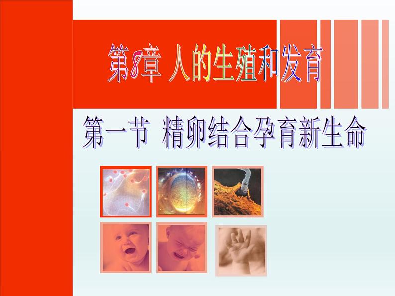 苏教版七年级下册生物 8.1 精卵结合孕育新的生命 课件04