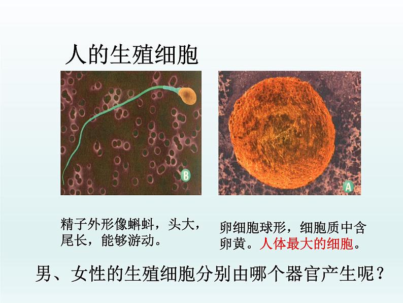 苏教版七年级下册生物 8.1 精卵结合孕育新的生命 课件05