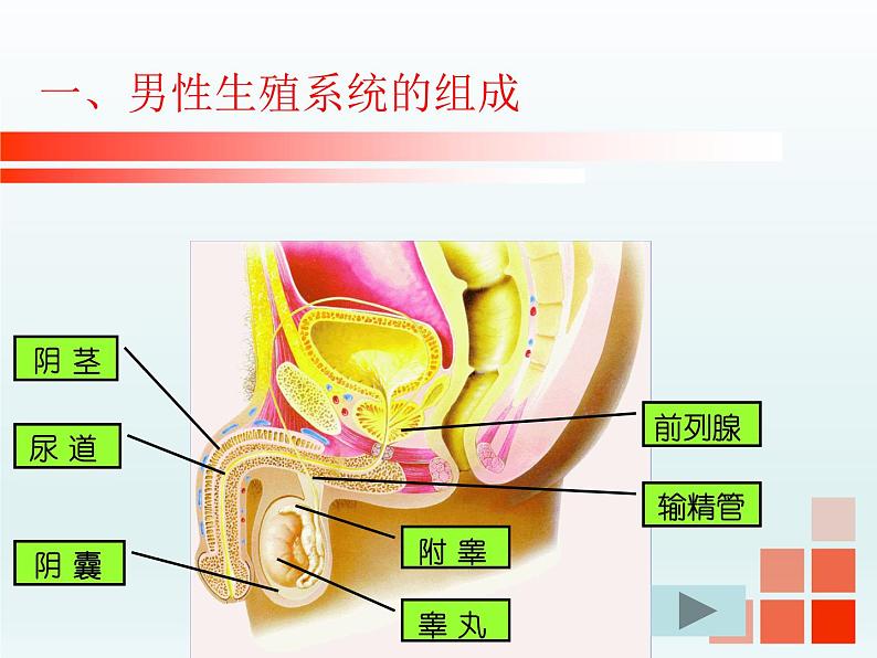 苏教版七年级下册生物 8.1 精卵结合孕育新的生命 课件07