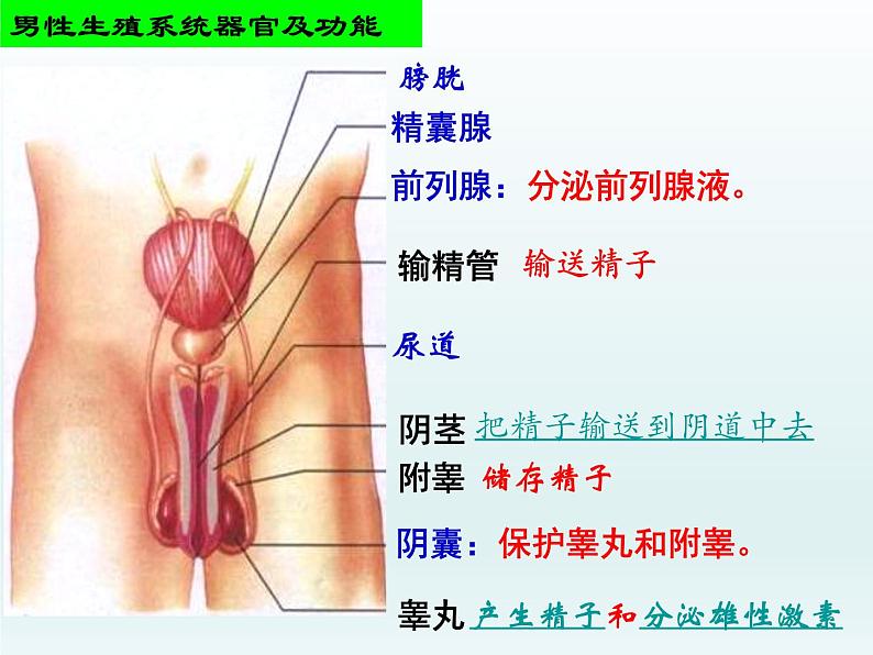 苏教版七年级下册生物 8.1 精卵结合孕育新的生命 课件08