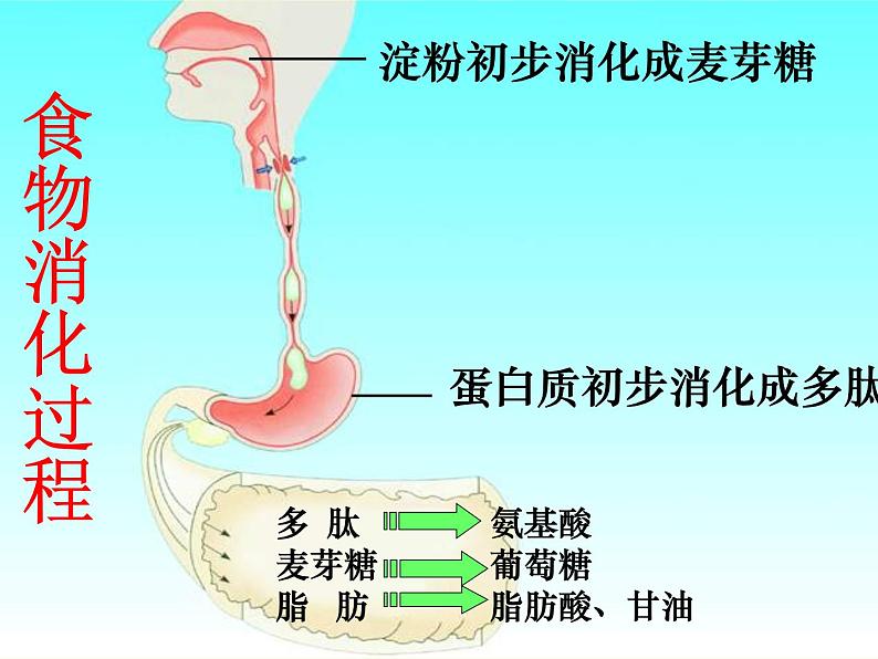 苏教版七年级下册生物 9.2人体的消化与吸收 课件第4页