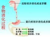 苏教版七年级下册生物 9.2人体的消化与吸收 课件