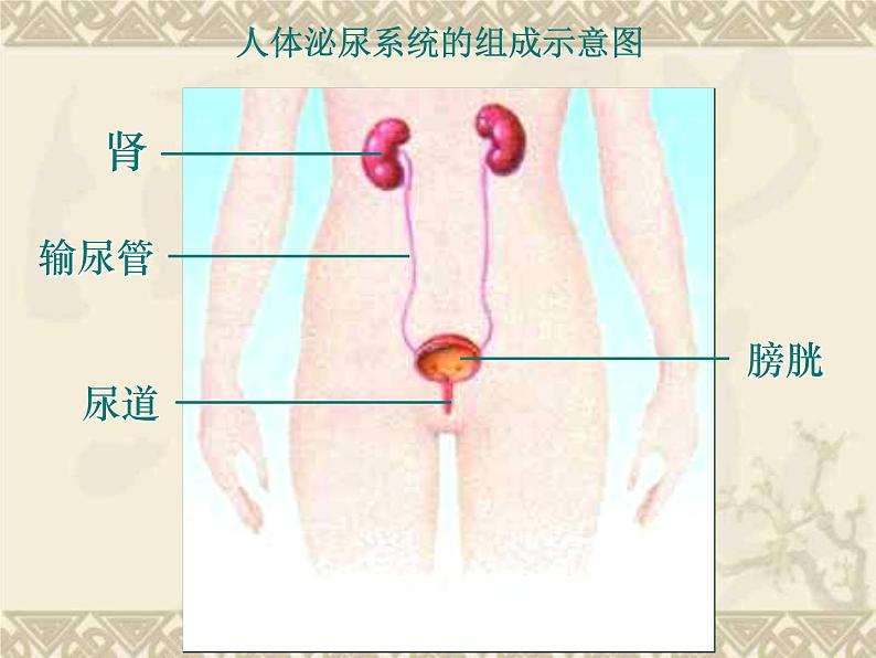 苏教版七年级下册生物 11.1人体泌尿系统的组成 课件04