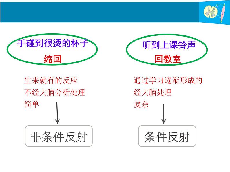 苏教版七年级下册生物 12.2人体的神经调节 课件04