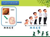 苏教版七年级下册生物 8.2人的生长发育和青春期 课件