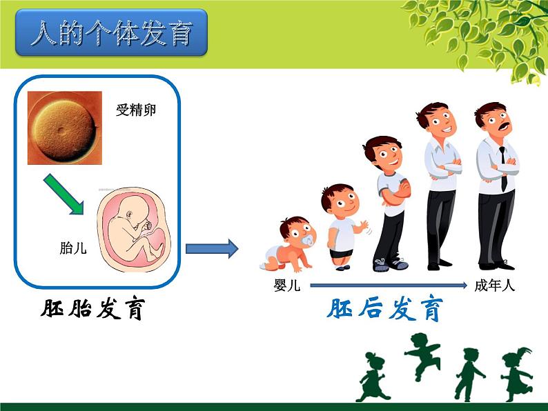 苏教版七年级下册生物 8.2人的生长发育和青春期 课件01