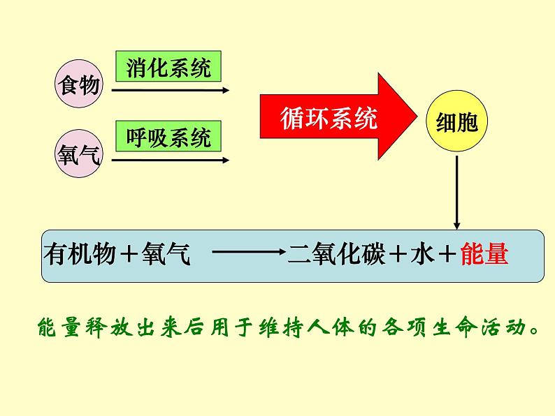 苏教版七年级下册生物 10.5人体能量的供给 课件第3页