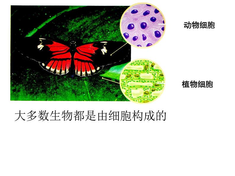 苏科版七年级下册生物 8.1生物体的基本结构 课件03