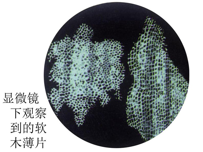 苏科版七年级下册生物 8.1生物体的基本结构 课件07