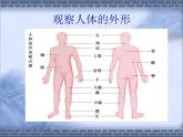 苏科版七年级下册生物 9.2人体的组成 课件