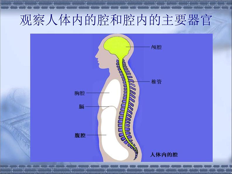 苏科版七年级下册生物 9.2人体的组成 课件第8页