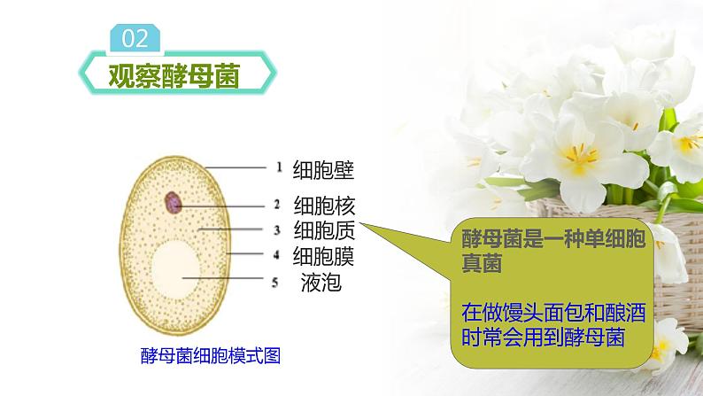 苏科版七年级下册生物 9.3单细胞的生物体 课件第5页