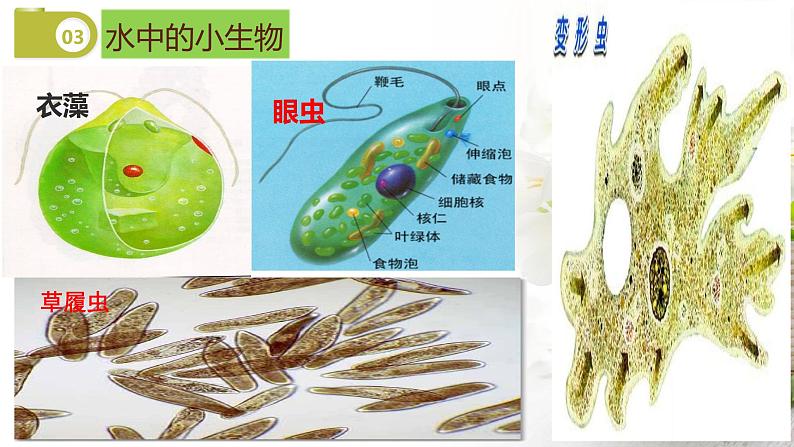 苏科版七年级下册生物 9.3单细胞的生物体 课件第7页